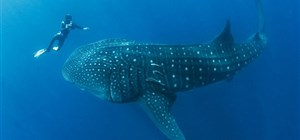 Diving in The Maldives with Indian Ocean Charters